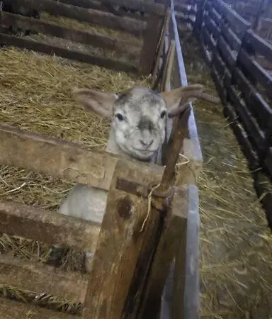 Апартаменты Erholung Auf Der Deichschaeferei Mit Deichblick *