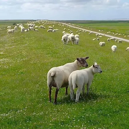 Erholung Auf Der Deichschaeferei Mit Deichblick * Шиллиг