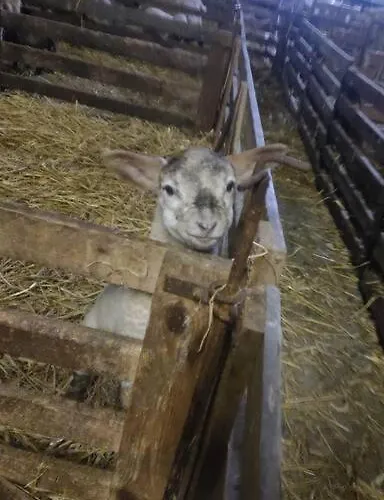 아파트 Erholung Auf Der Deichschaeferei Mit Deichblick *