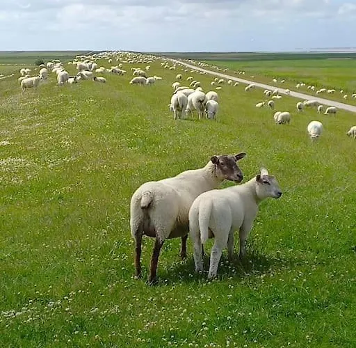 Erholung Auf Der Deichschaeferei Mit Deichblick * 쉴리그